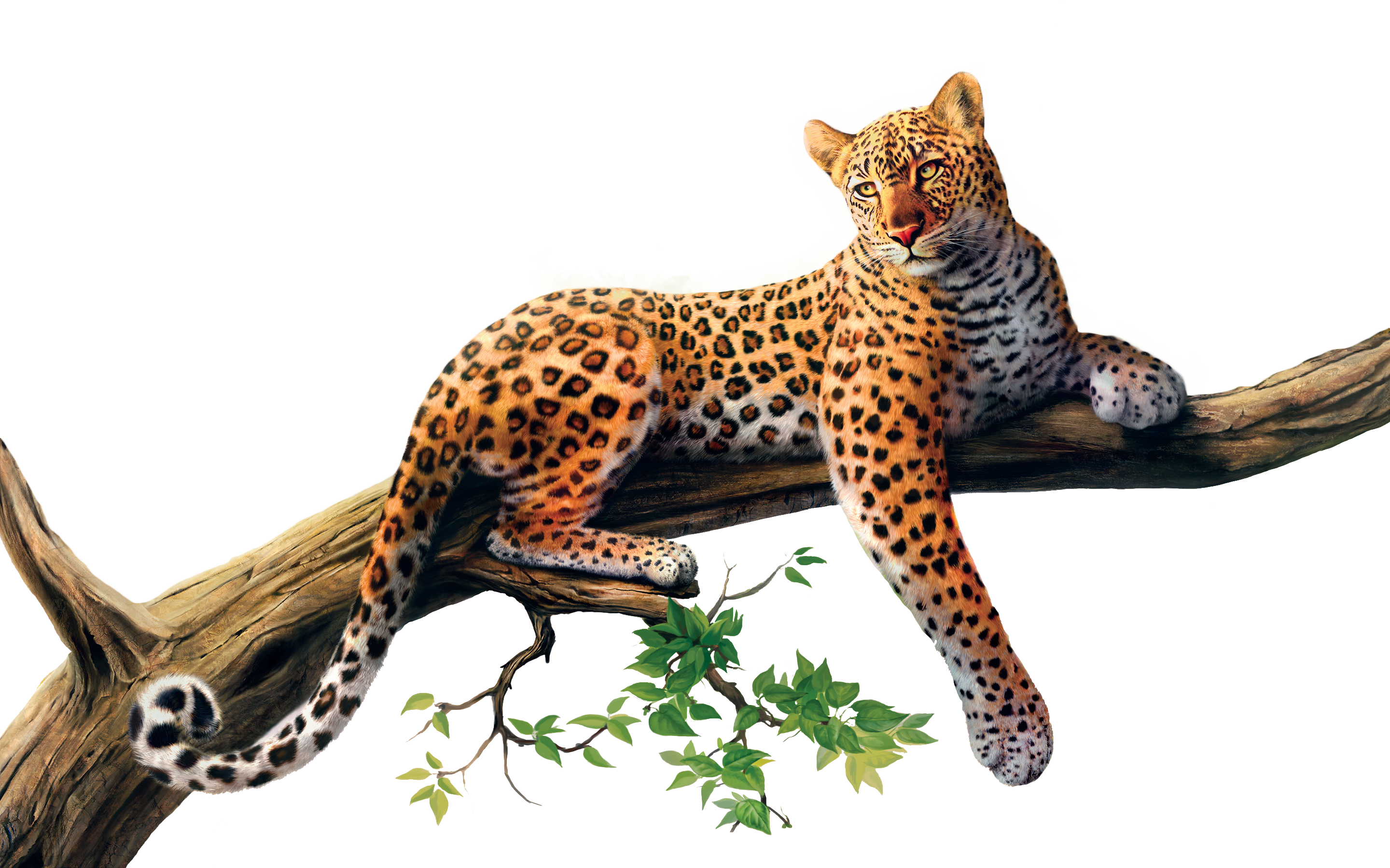 Download Jaguar Animal Png Jaguar Png Full Size Png Image Pngkit