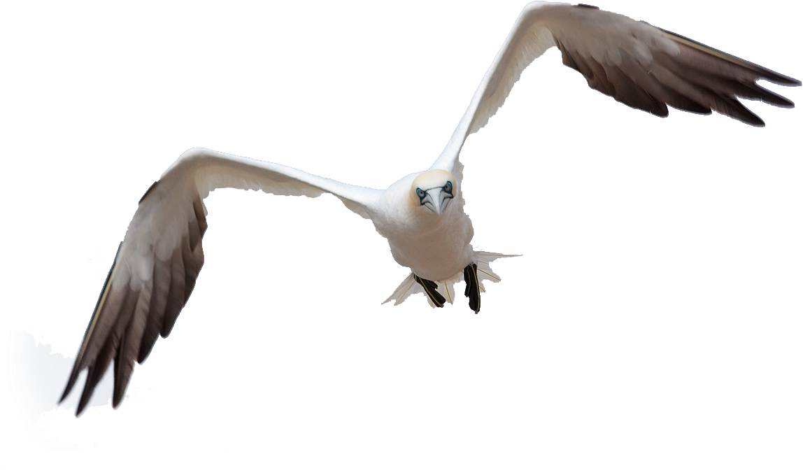 Bird Flight By Queenphotoshop On Deviantart - Bird Flying Png Photoshop (1200x800), Png Download