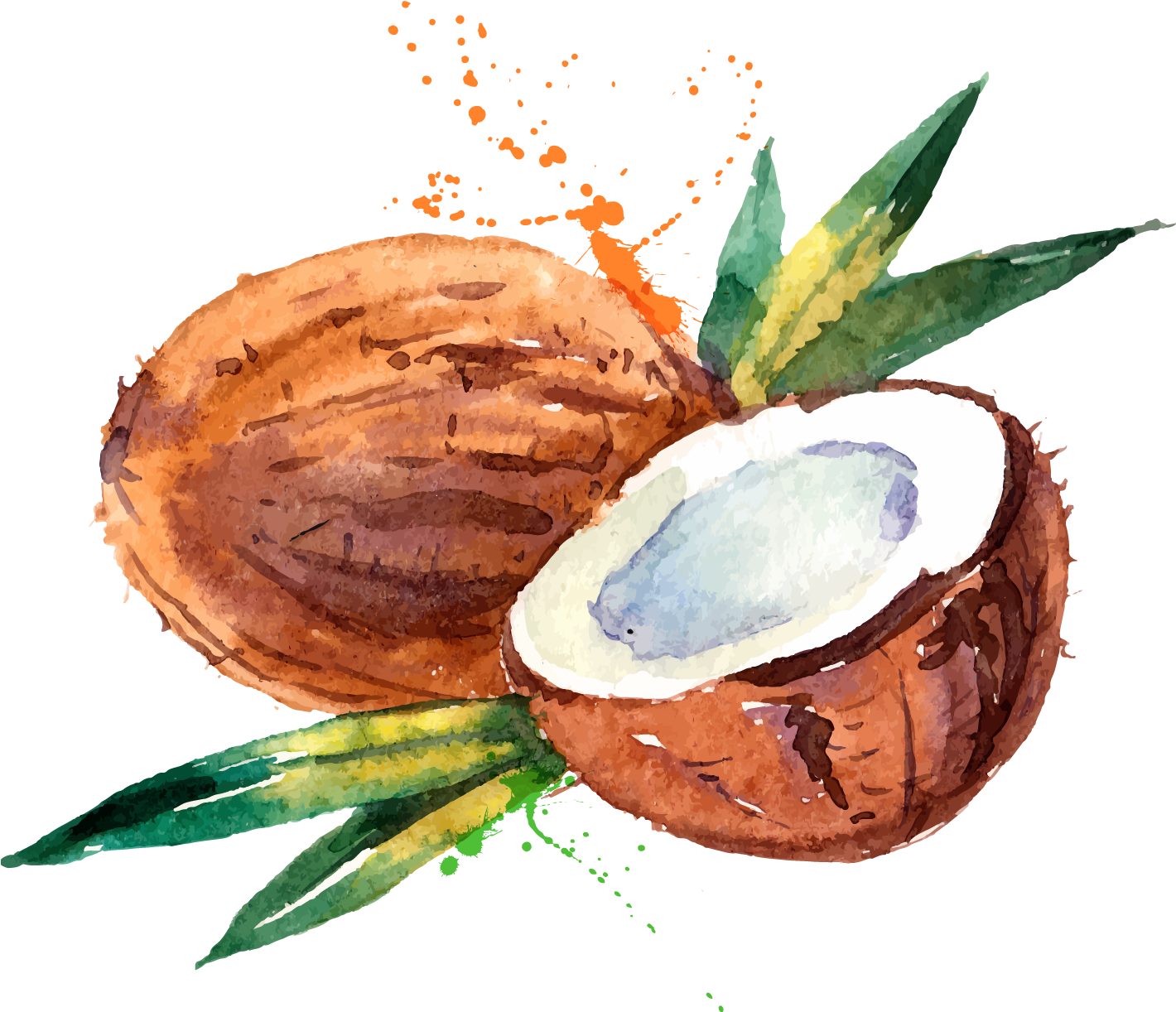 Coconut Water Coconut Milk Watercolor Painting - Watercolor Coconut (1419x1418), Png Download
