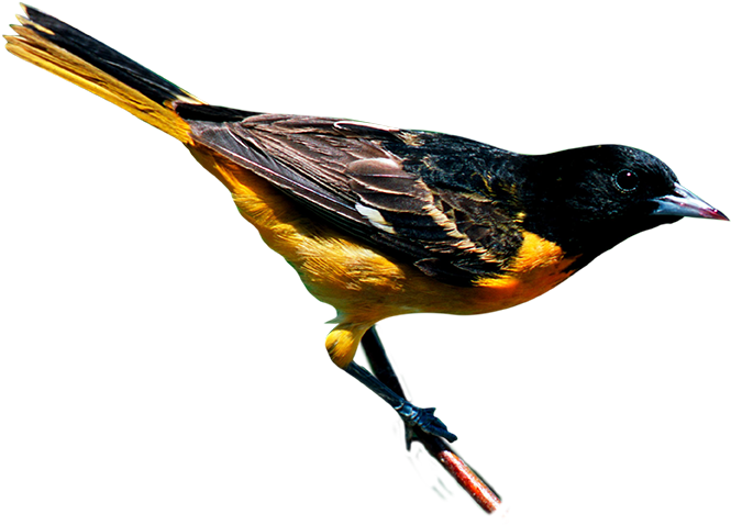 Climate Change Threatens To Disrupt The Ranges Of Birds - New York City (677x506), Png Download