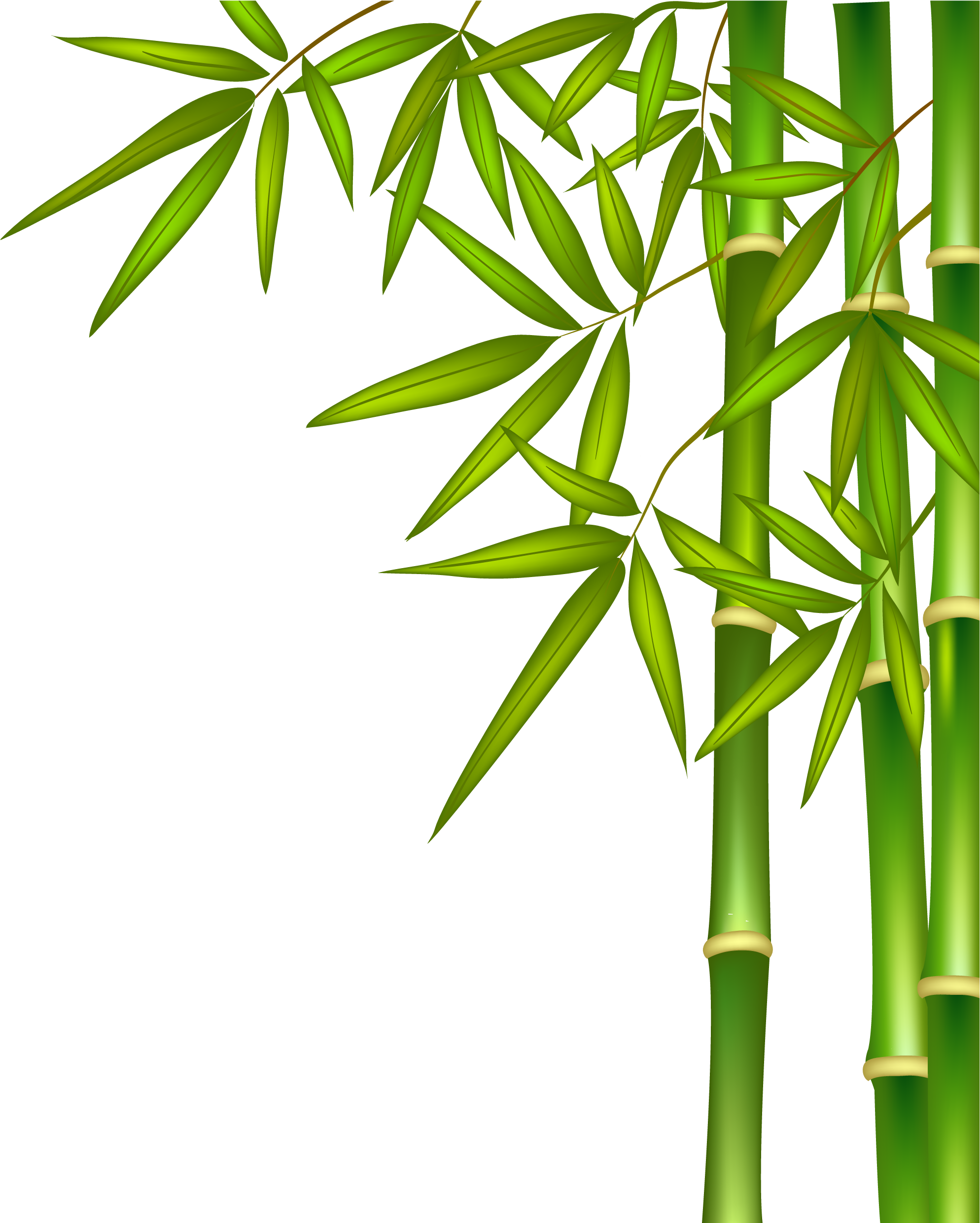 Bamboo Png (2053x2572), Png Download