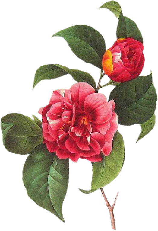 Cute Flower Pastel Spring Png Overlay Edits Edit Kpoped - Vintage Botanical Illustrations Public Domain (1024x1024), Png Download