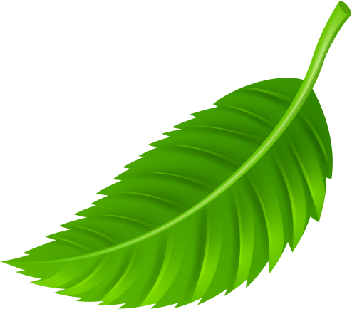 Leaf Png Clip Art (500x452), Png Download