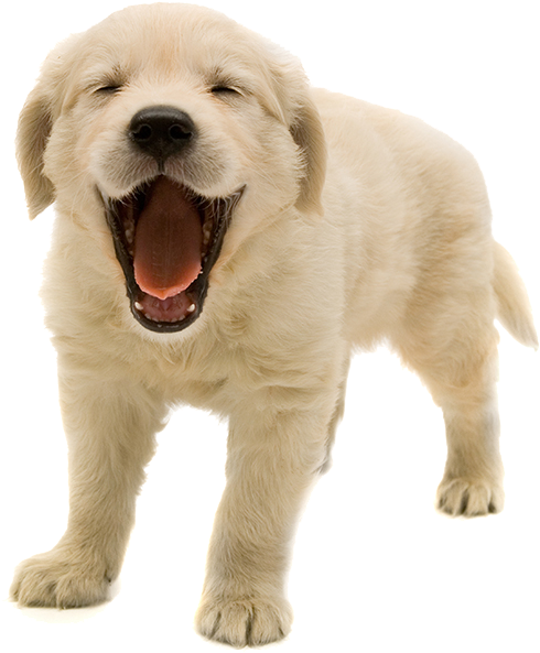 Golden Retriever Puppy Png (960x640), Png Download