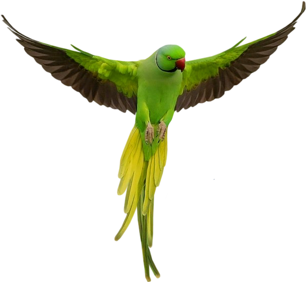 Parrot Png (648x593), Png Download