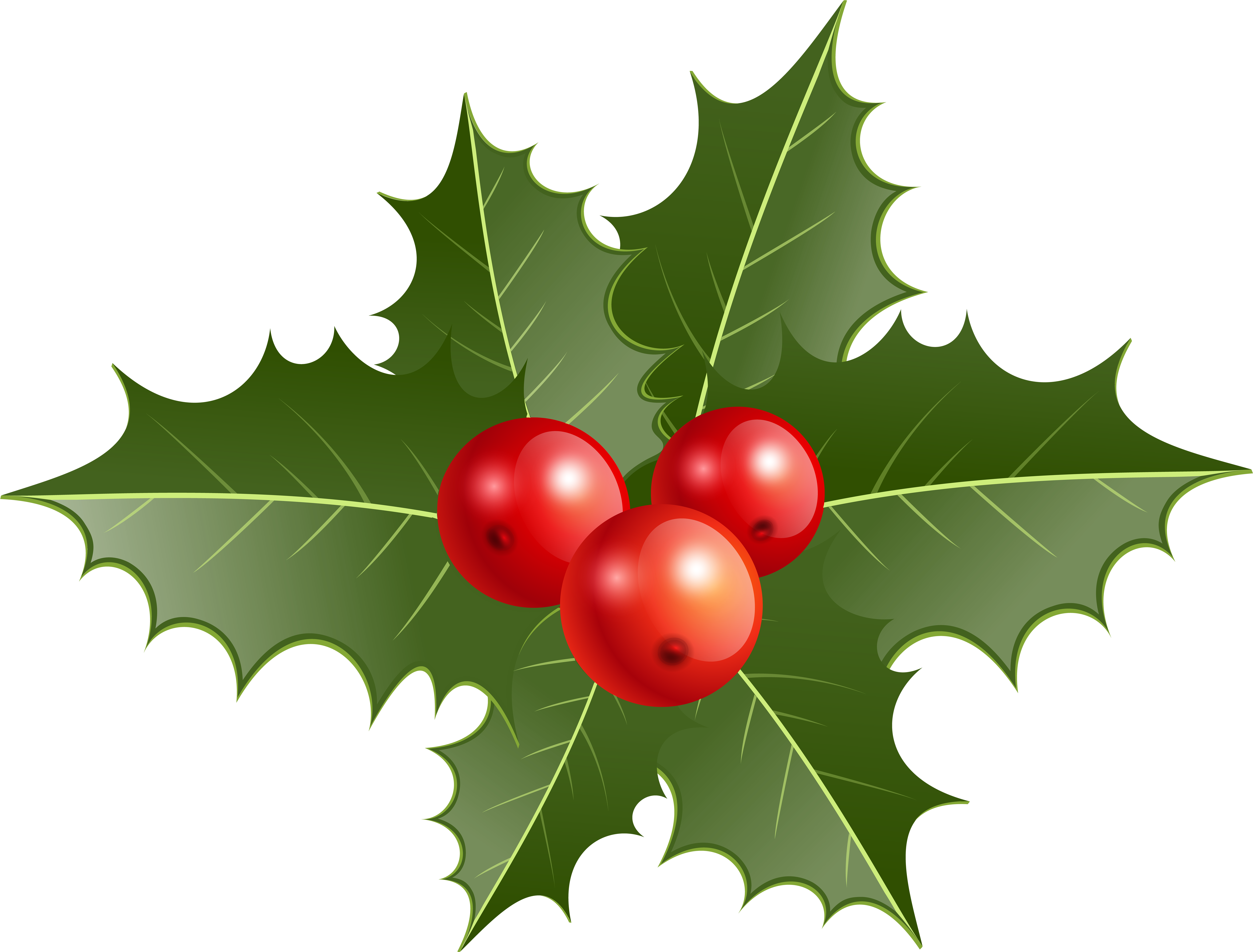 Holly Png (8000x6081), Png Download