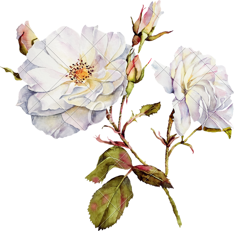 Image Drawing Watercolor Vector Freeuse Download - Watercolor Rose Png White (800x789), Png Download