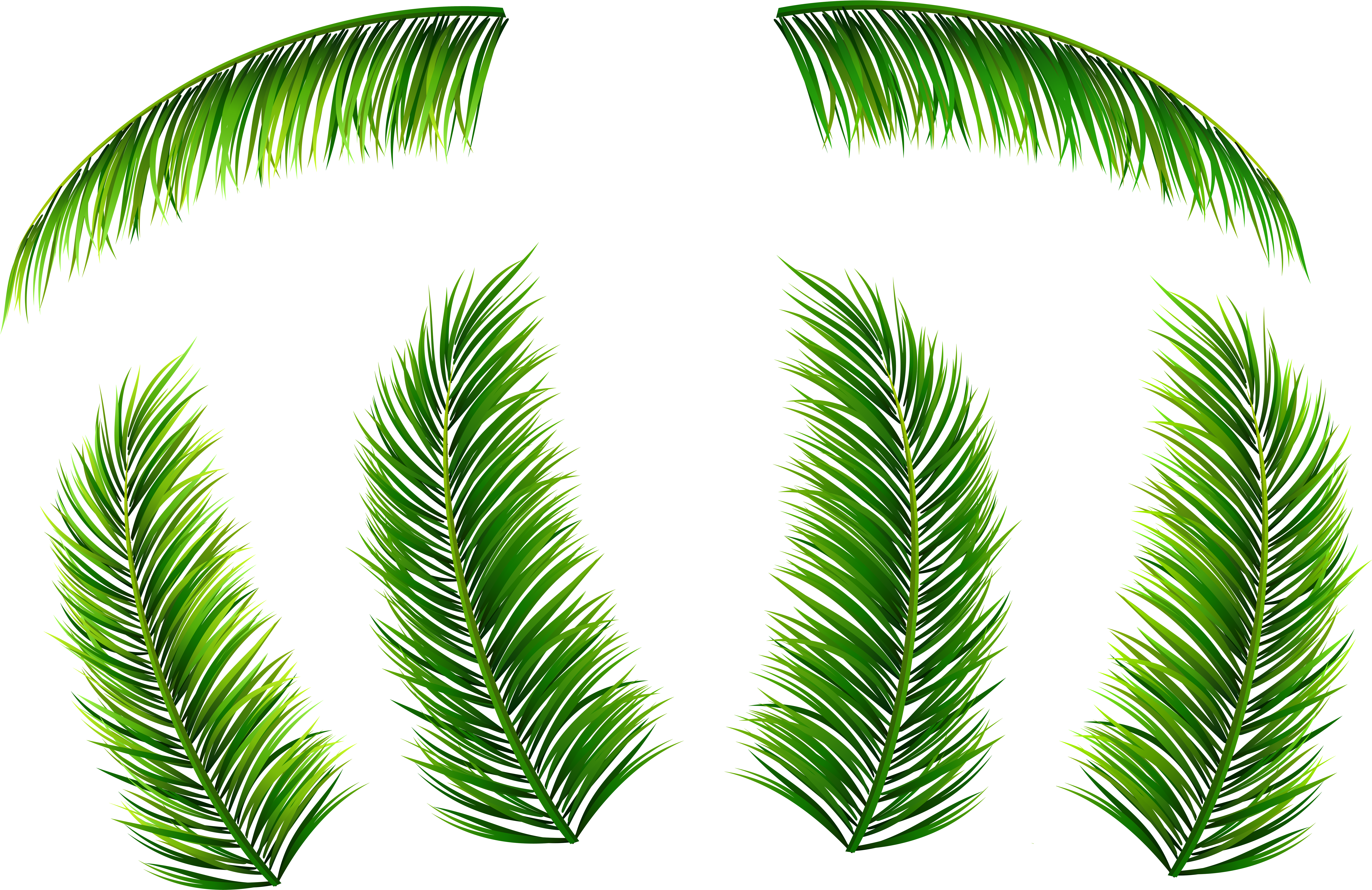 Palm Leaf Png (8000x5222), Png Download