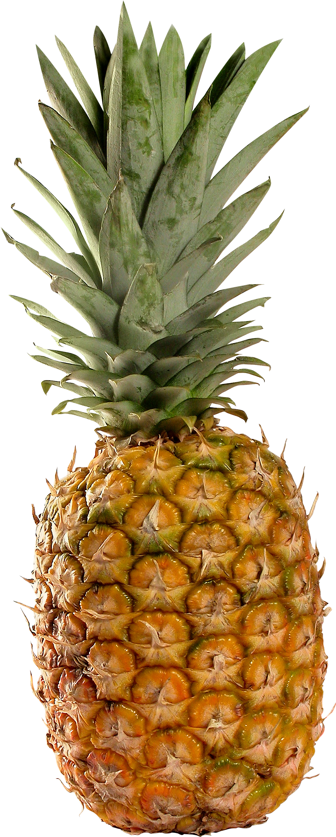 Pineapple Png Image, Free Download (1088x2706), Png Download