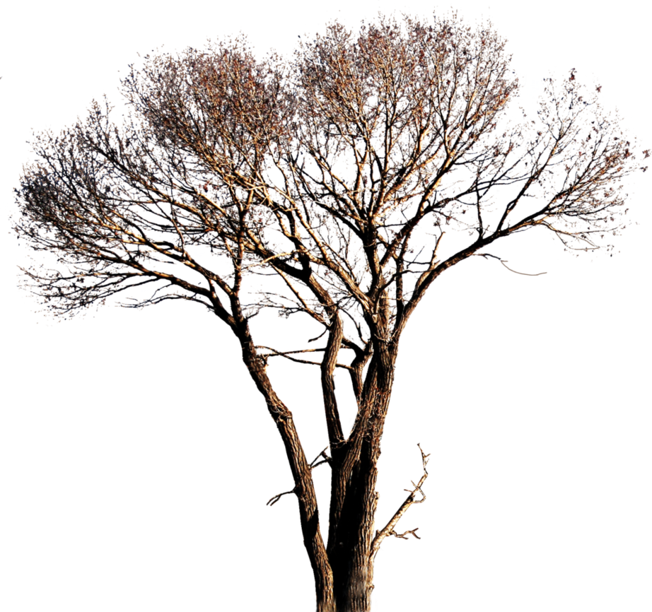 Tree Png Images (922x866), Png Download