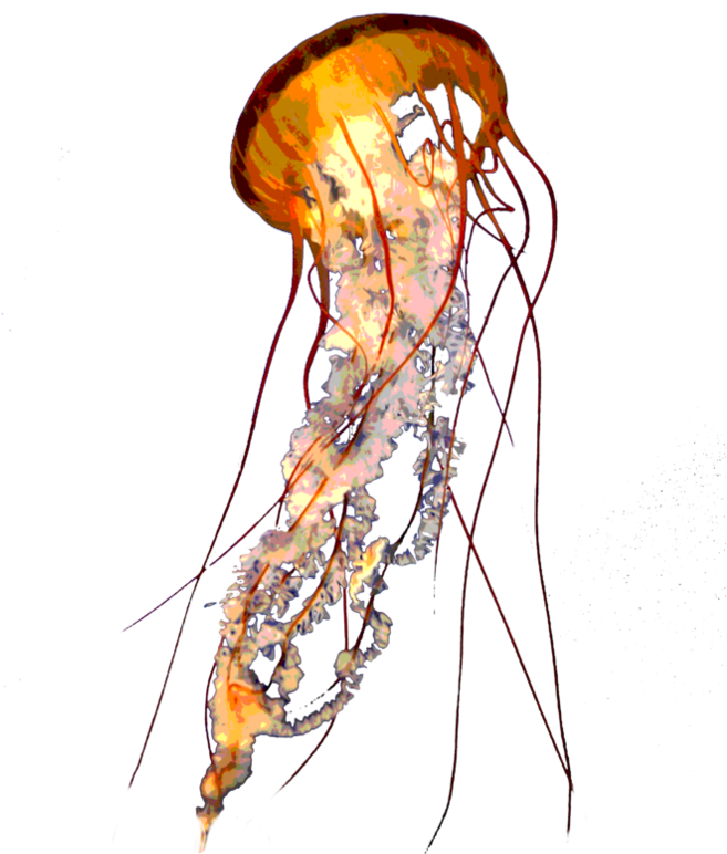 Jellyfish Png - Lion's Mane Jellyfish Png (894x894), Png Download