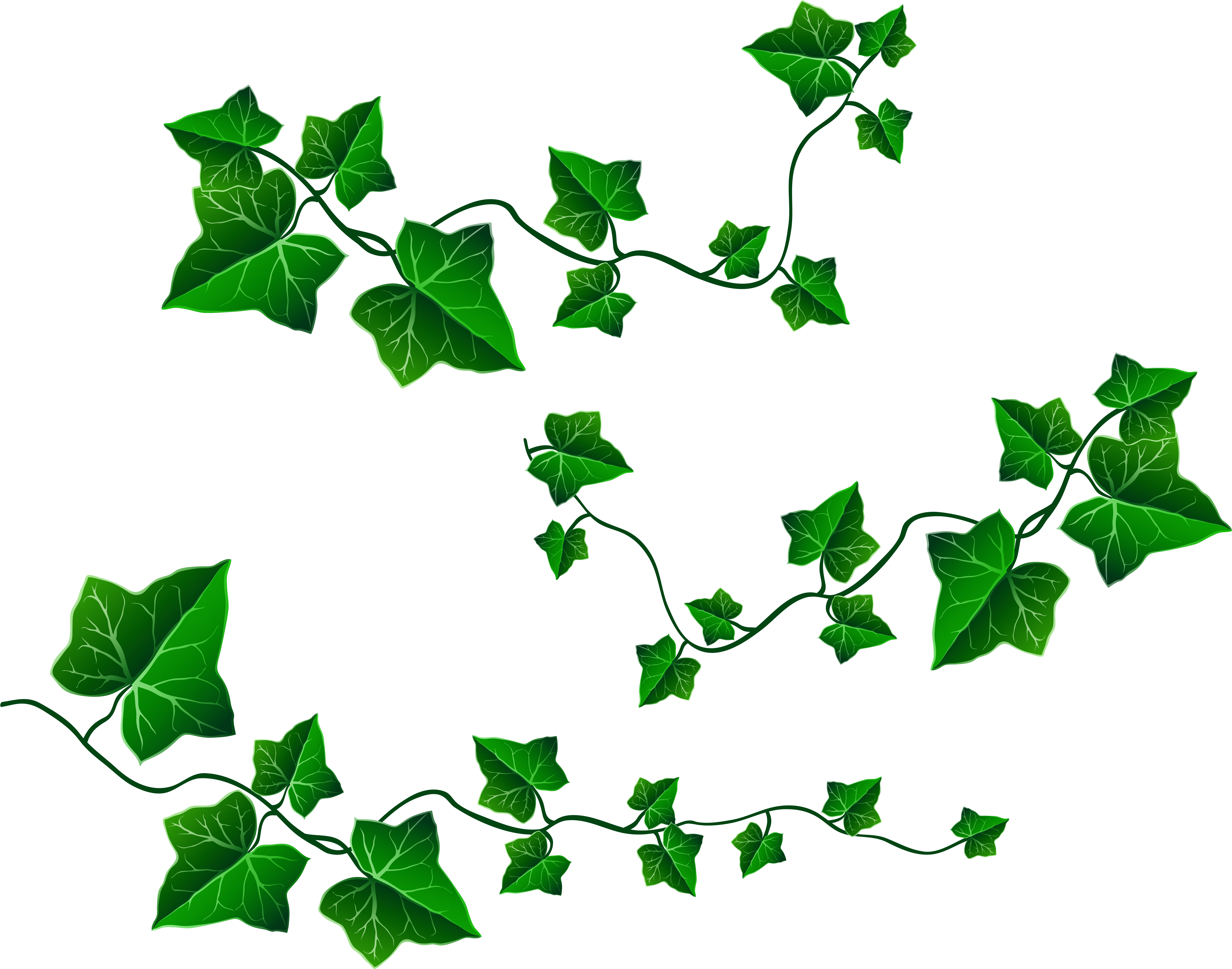 Png Royalty Free Stock English Ivy Clipart - Ivy Png (6240x4964), Png Download