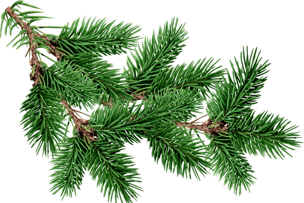 Branch Fir Tree - Famfamshirts Funny Christmas Sweater. I Don't Know (600x401), Png Download