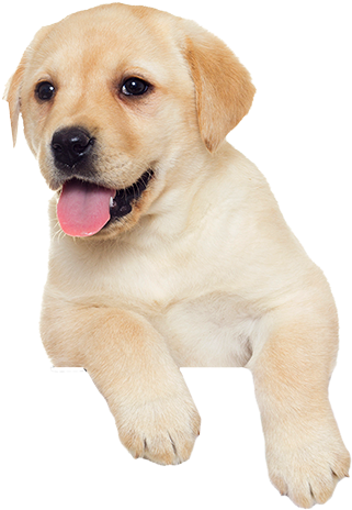 Puppy $100 - Pup Png (400x500), Png Download