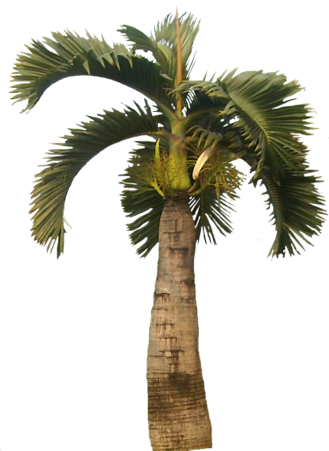 Tropical Plant Pictures - Palm Trees Png (466x643), Png Download