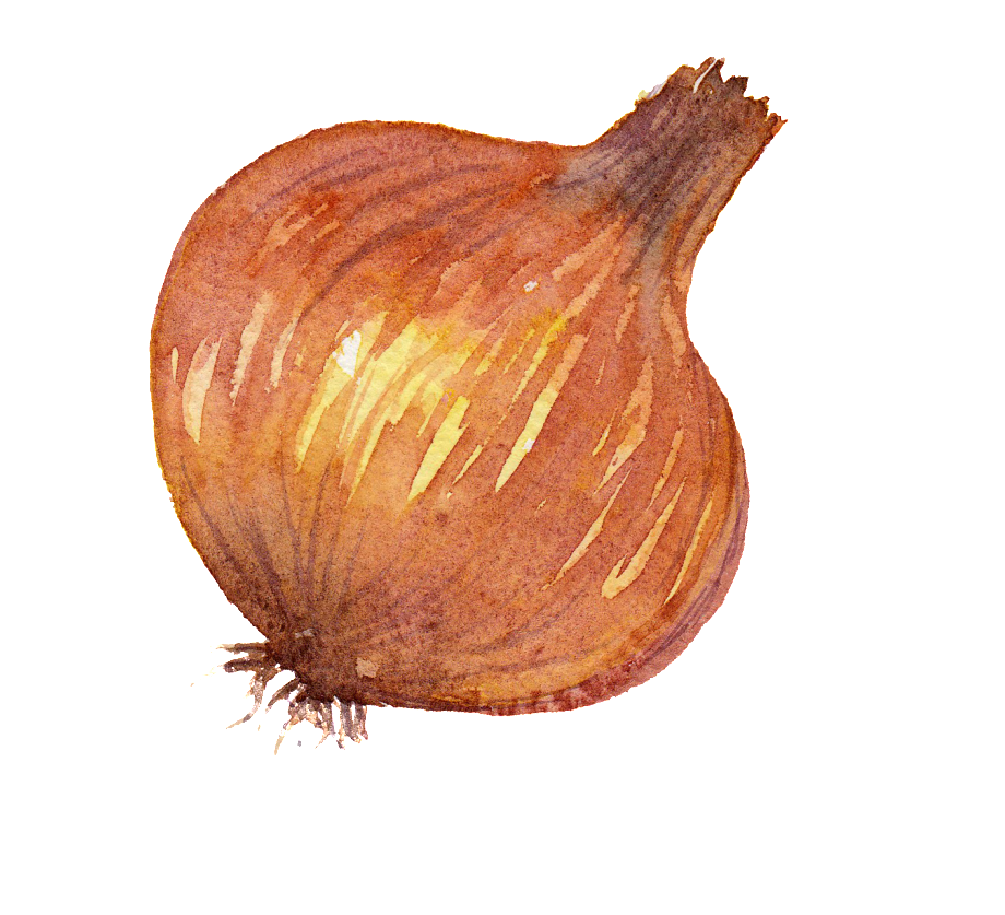 Este Gráficos É Onion Watercolor Vegetable Png Images - Onion (1024x1019), Png Download