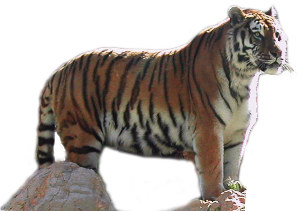 Download Tiger Png Transparent Images Transparent Backgrounds - Portable Network Graphics (1024x719), Png Download