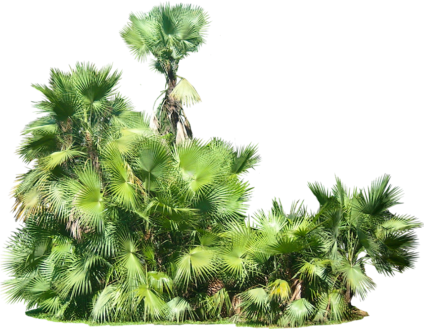 Free Png Plants Png Images Transparent - Tropical Plants Transparent Background (850x678), Png Download