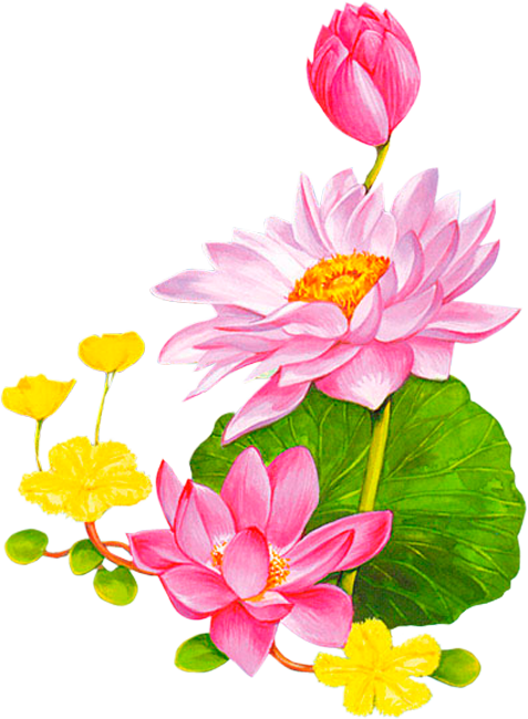 Friendship Flowers, Vintage Diy, Lotus - Png Background Lotus Vector Free (477x650), Png Download