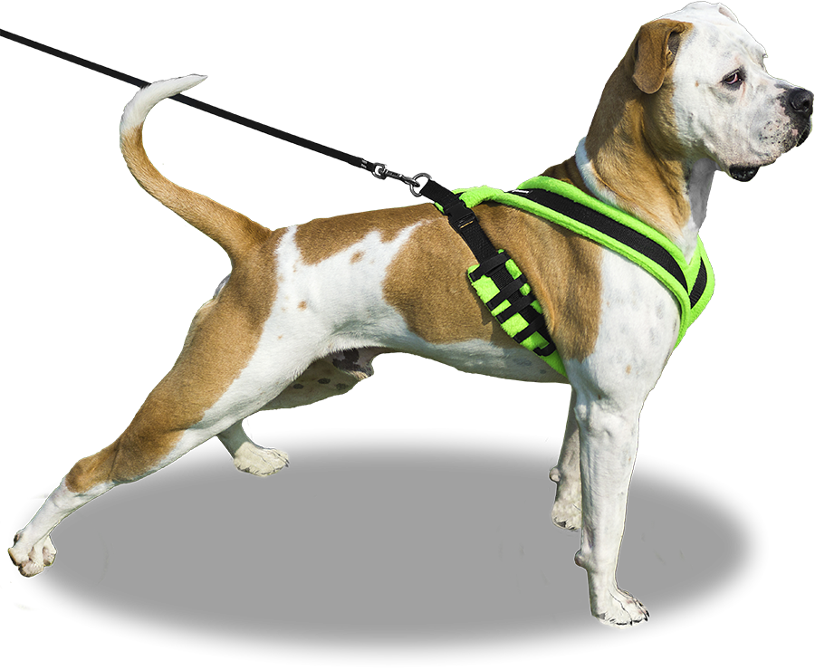 Download Our Dog On Leash Png Full Size PNG Image PNGkit
