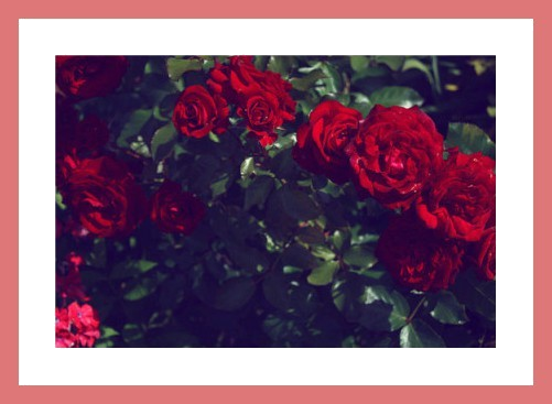 Namjoon Banner - Hybrid Tea Rose (501x367), Png Download