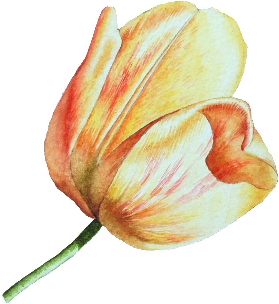 This Graphics Is Hand Drawn A Tulip Png Transparent - Tulip (1024x1103), Png Download