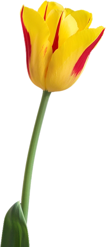 Yellow Tulip Png Image - Yellow Tulip Flower Png (600x900), Png Download