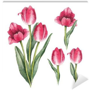 Watercolor Tulips On A White Background Wall Mural - Lale Suluboya (400x400), Png Download