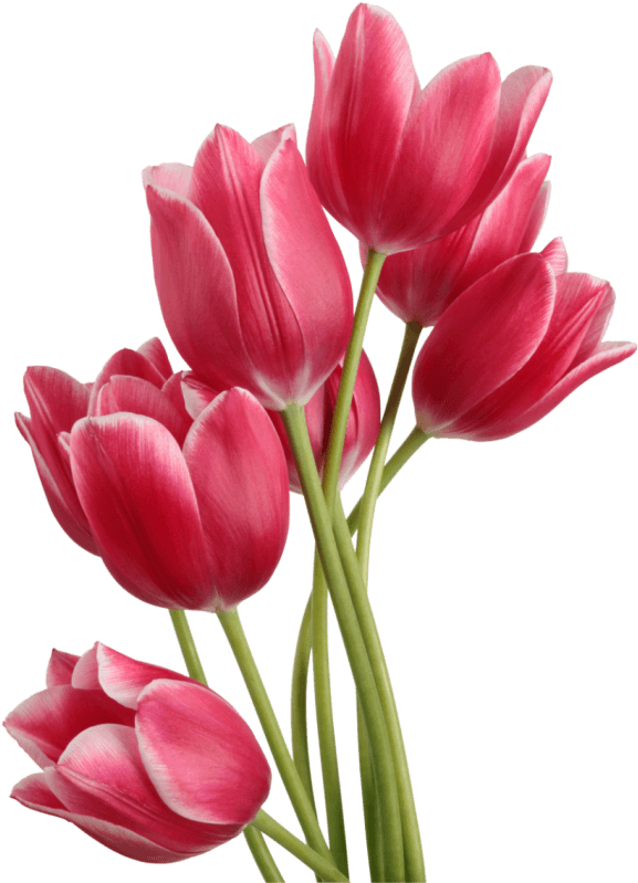 Flowers - Tulip Png (635x800), Png Download