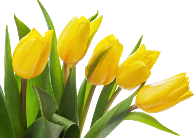 Yellow Tulip Png Photo - Yellow Tulips Transparent Background (636x454), Png Download
