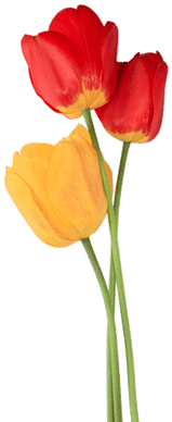 Tulip Trio - Tulip (400x400), Png Download
