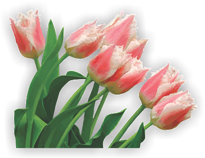Photo - Tulip (417x318), Png Download