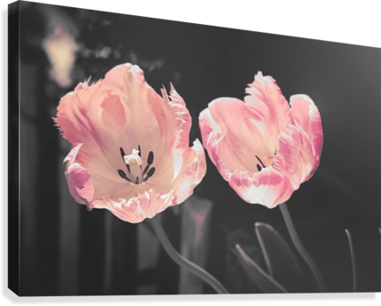 Pink Tulip Canvas Canvas Print - Good Morning Wishes (429x344), Png Download