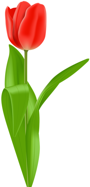 Red Tulip Png Clip Art Image - Tulip (291x600), Png Download
