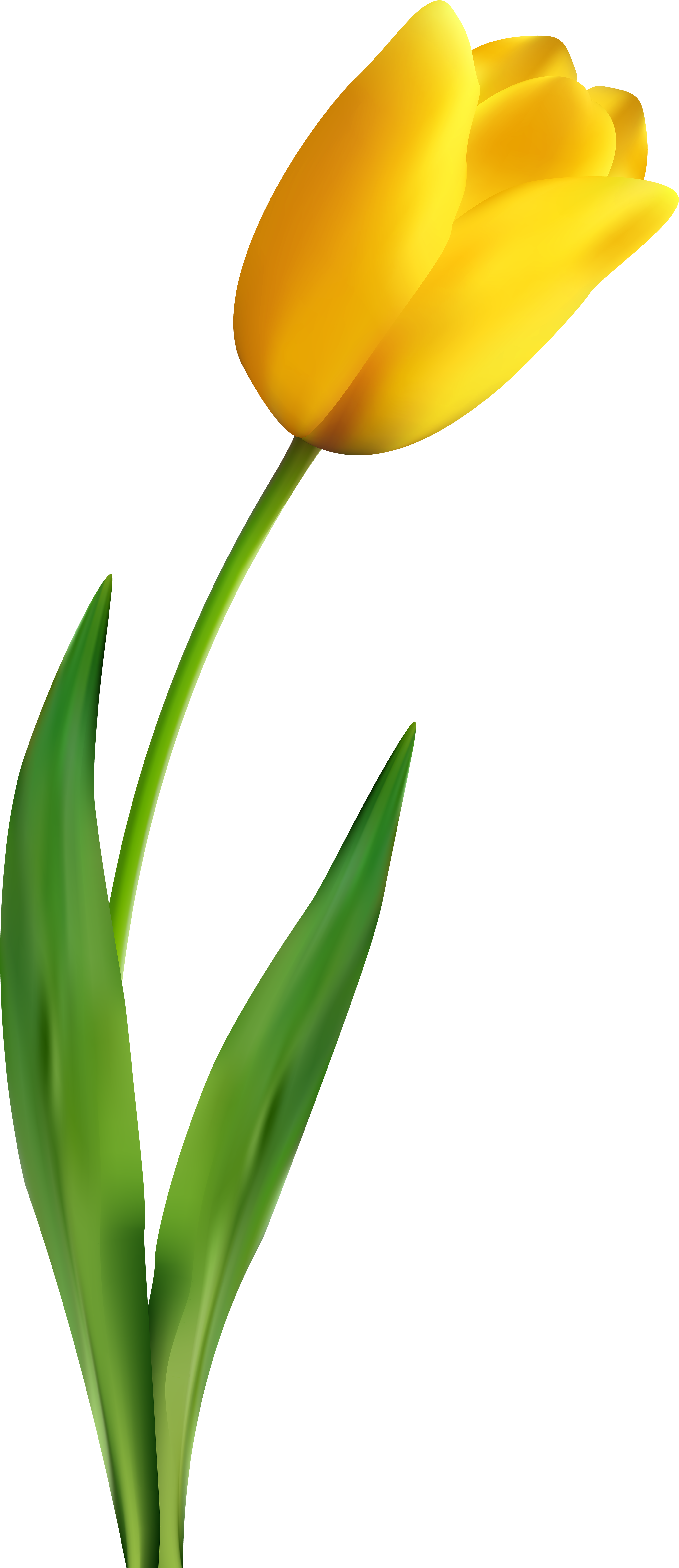 A Yellow Tulip, Tulips, Flowers Png Image And Clipart - Yellow Tulip Clipart (3574x8000), Png Download
