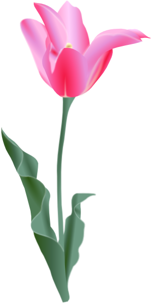 Tulip (300x600), Png Download