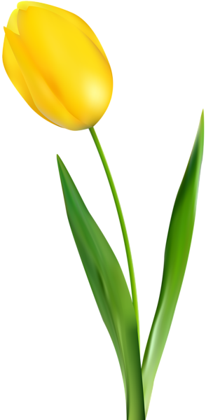 Yellow Tulip Transparent Clip Art Png Image - Yellow Tulip Flower Png (294x600), Png Download