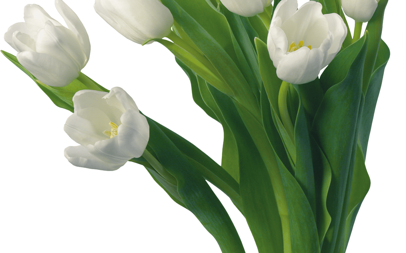 Flowers Bouquet Tulips Png U0zmo7xltpng Png Uri - Beautiful Flower Good Morning (1368x855), Png Download