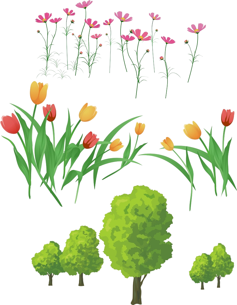 Flower Download Clip Art Colored Tulips Transprent - Background (798x1024), Png Download