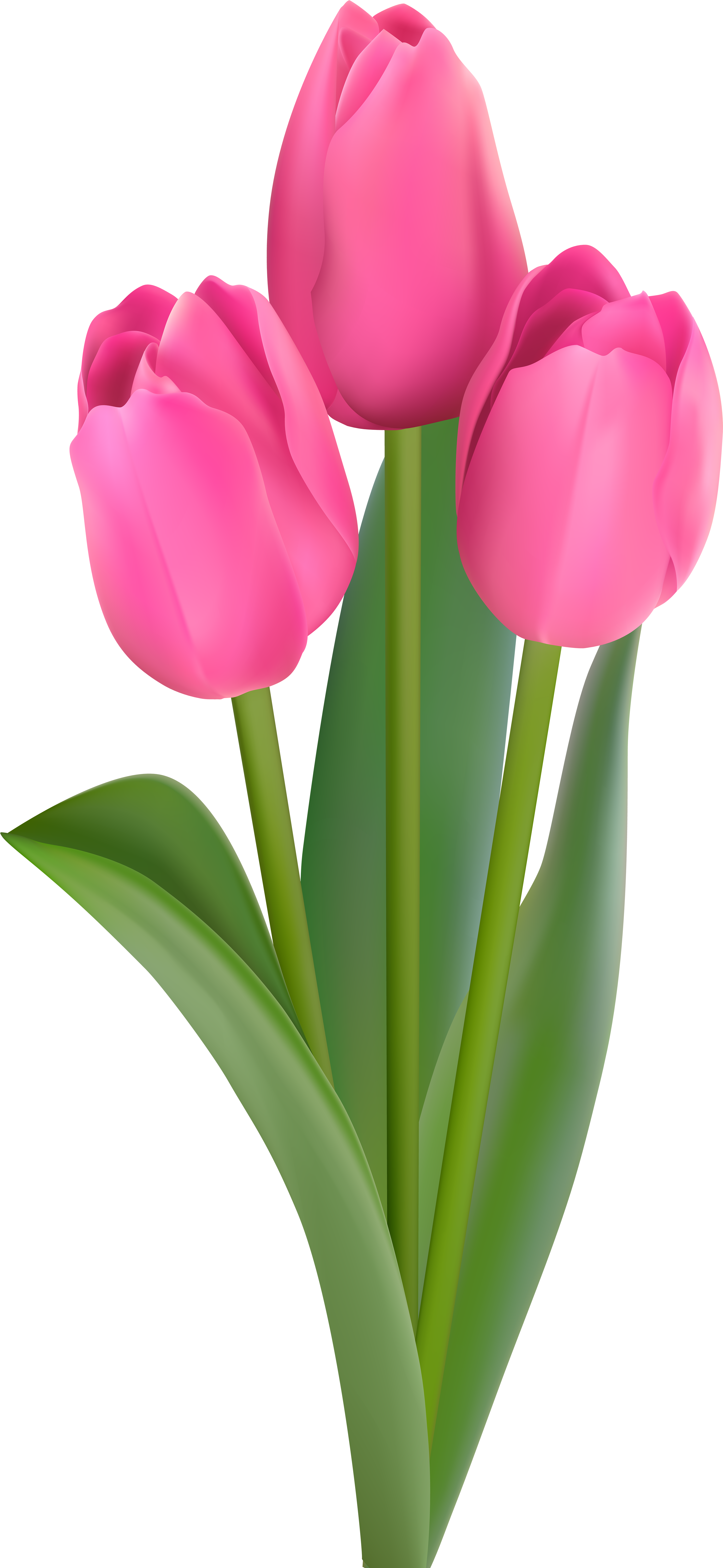 Tulip Clip Art Free Printable