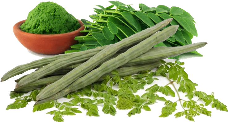 Drumstick Leaves (800x421), Png Download