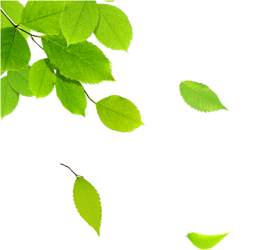 591×591 Pixels - Hojas De Arbol Png (591x591), Png Download