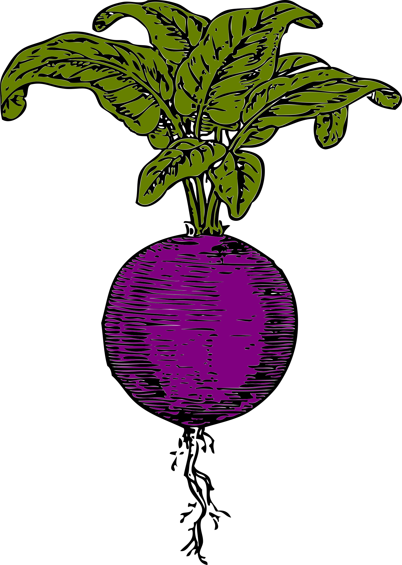 This Free Icons Png Design Of Purple Beet (1706x2400), Png Download