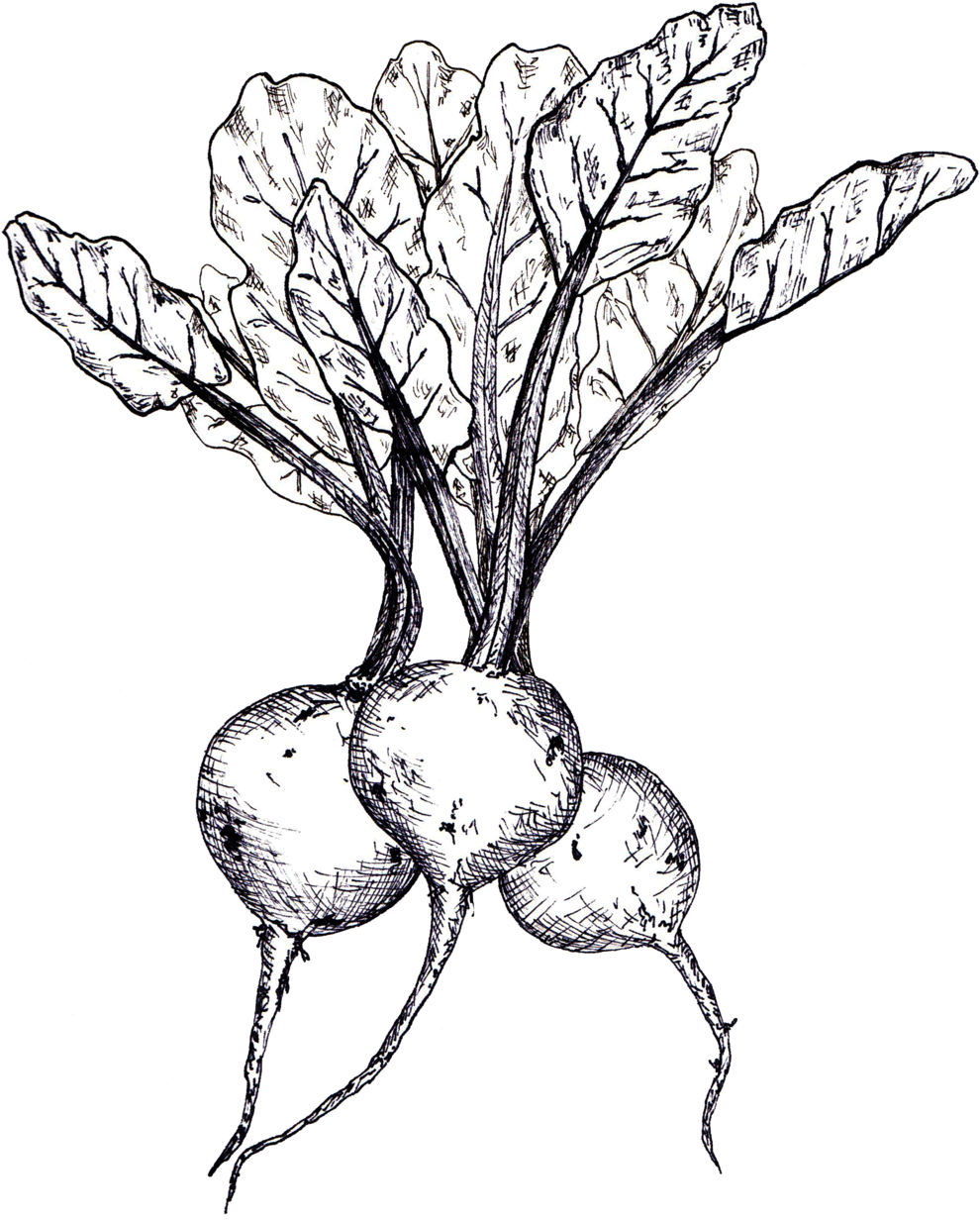 Beets Linedrawing - Beetroot (1000x1255), Png Download