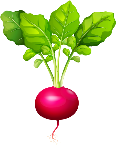 Radish Png Clip Art - Radish Clip Art (409x500), Png Download