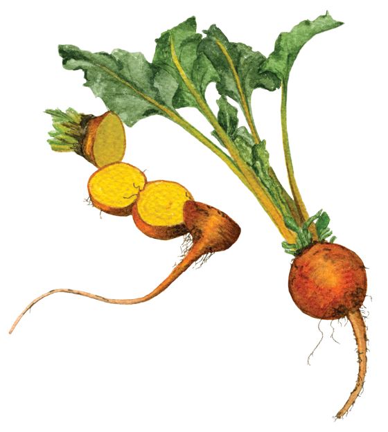 If You Want To Buy My Art - Turnip (560x624), Png Download