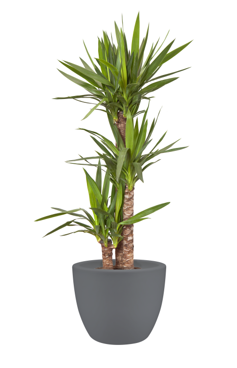 Home > Collection > Pure Soft Round - Large Flower Pot Png (750x750), Png Download