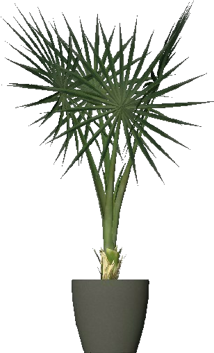 Mediterranean Dwarf Palm - Piante Per Dentro Casa (750x527), Png Download