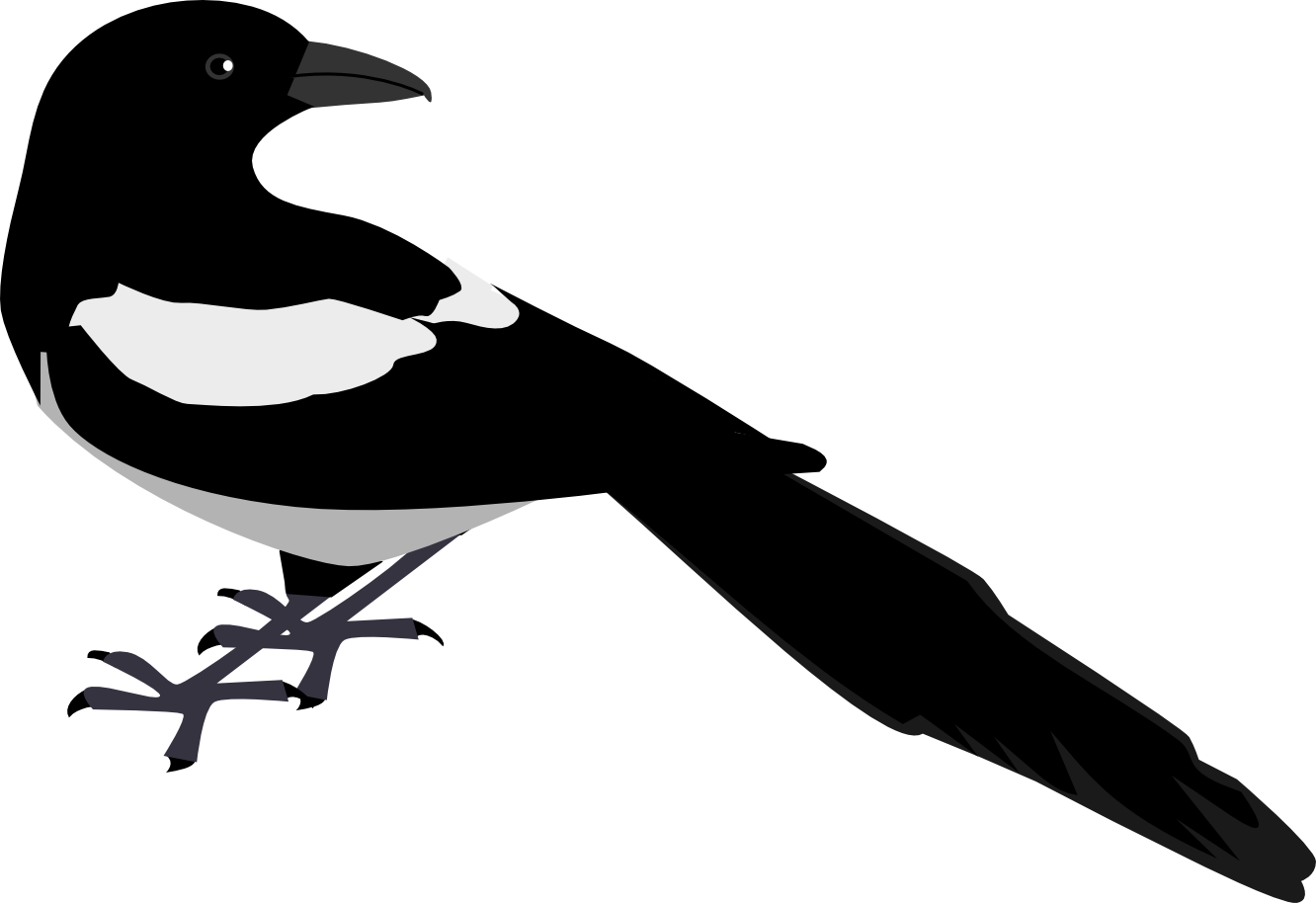 Zeimusu Magpie 2 Scalable Vector Graphics Svg Clip - Magpie Clip Art (1332x914), Png Download