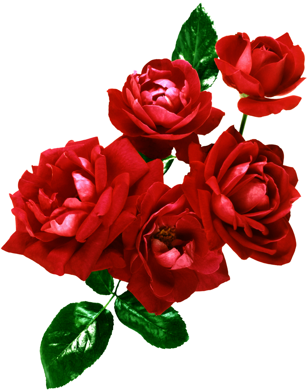 Flores Png, Ramos, Etc, Renders - Wedding Frame Psd (1226x1600), Png Download